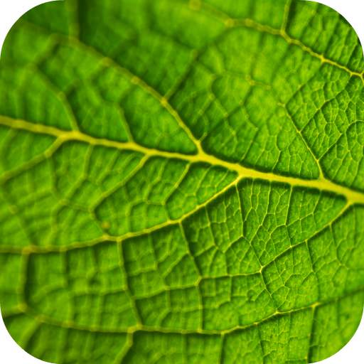 Leaf Wallpaper 1.0