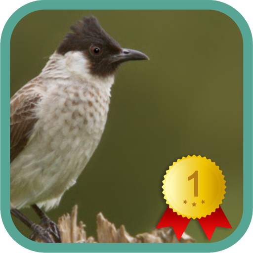Sooty-headed Bulbul 1.1.2
