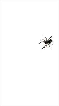 Spider screenshot 1