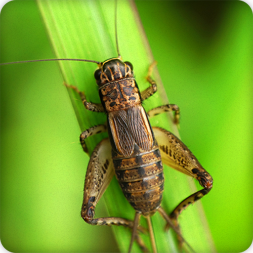 Insect Sounds Ringtone icon