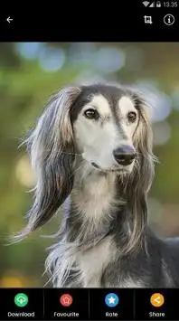 Saluki Dog Wallpaper screenshot 3