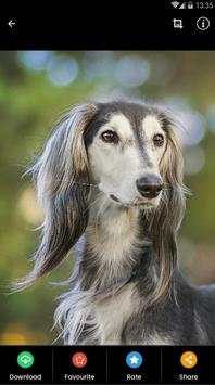 Saluki Dog Wallpaper screenshot 3
