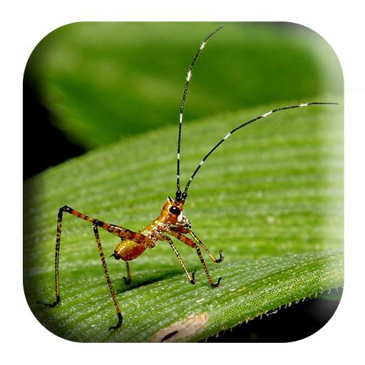 Crickets Sounds 1.3