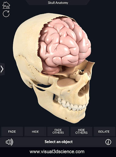 My Skull Anatomy screenshot 14