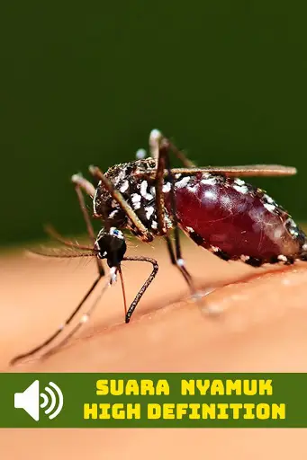 Suara Nyamuk HD screenshot 3