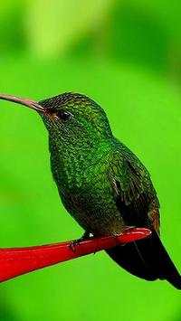 Birds Wallpapers HD screenshot 12