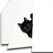 Cat Wallpaper 1.1