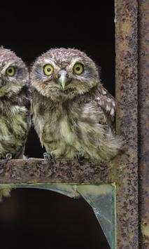 Owl Wallpapers screenshot 3