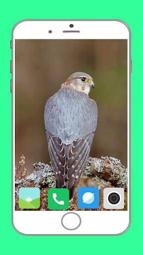 Predator Birds Full HD Wallpaper скриншот 1