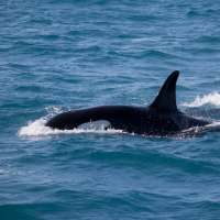 Orca Wallpapers icon