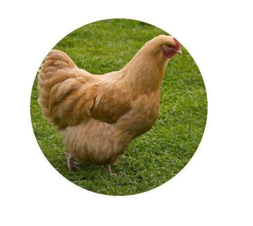 Funny Animal Sounds -By Rio screenshot 6