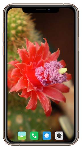 Cactus Flowers Wallpaper screenshot 4