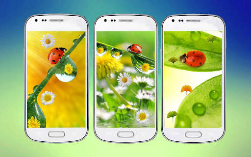 Ladybug 3D Live Wallpaper 1 تصوير الشاشة