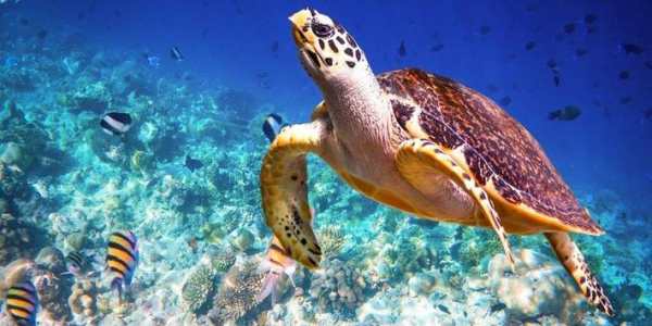 Aquatic HD Wallpaper - Movable screenshot 6