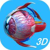 Anatomy Human Eye