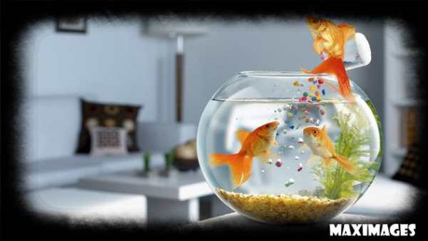 Goldfish Wallpaper скриншот 1