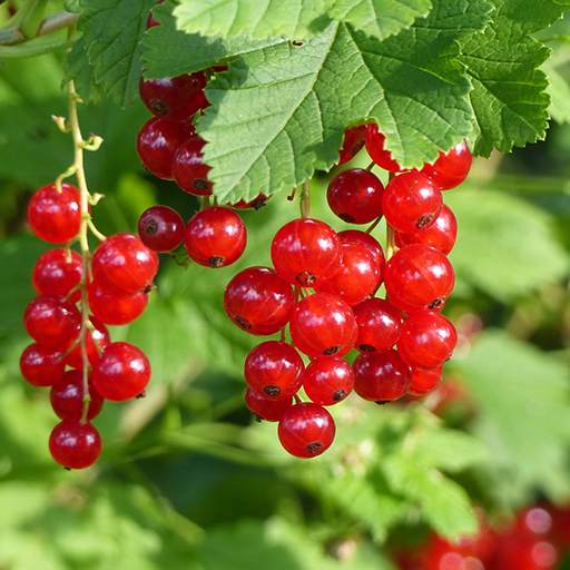 Garden Fruit Wallpaper 1.0
