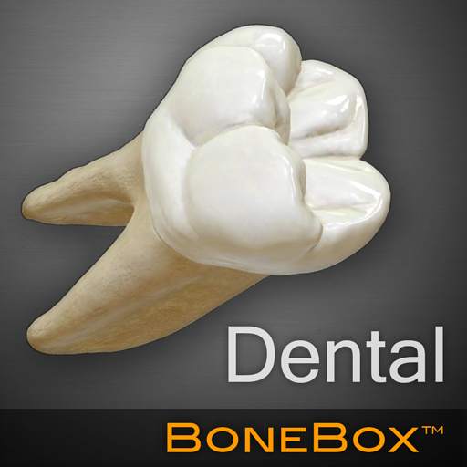 BoneBox™ - Dental Lite 1.1