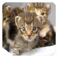 Cute Cats Live Wallpaper