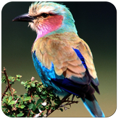 Birds Wallpaper icon