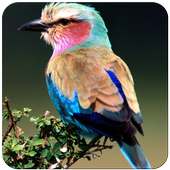 Birds Wallpaper on 9Apps