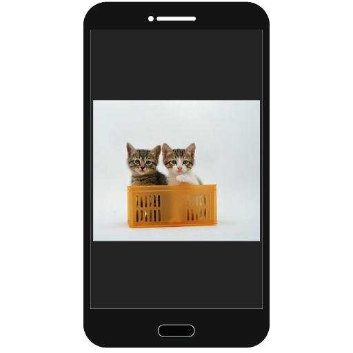 Cats Photo Collection screenshot 3