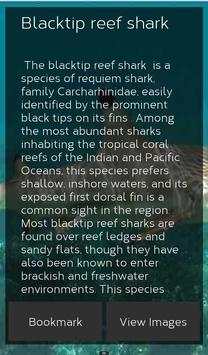 Shark Species: Types of Shark screenshot 6