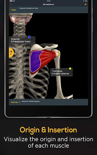 Anatomy by Muscle & Motion screenshot 14