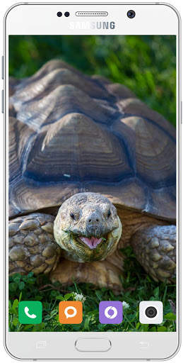 Turtle Wallpaper HD screenshot 13
