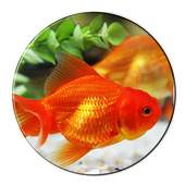 Fish Live Wallpaper 1.1.2