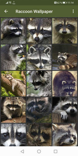 Raccoon Wallpapers screenshot 3