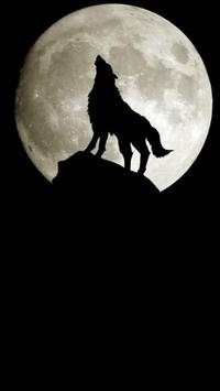 HD Wolf Wallpapers screenshot 12