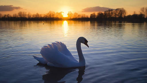 Swan. Birds. Live Wallpaper screenshot 4