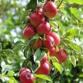 Red Apples Live Wallpaper 2.0