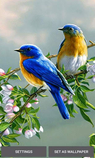 Loving Bird Live Wallpaper screenshot 1