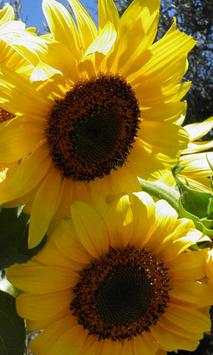 Sunflower Magic live wallpaper screenshot 2