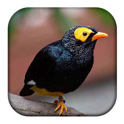 Myna Bird Sounds आइकन