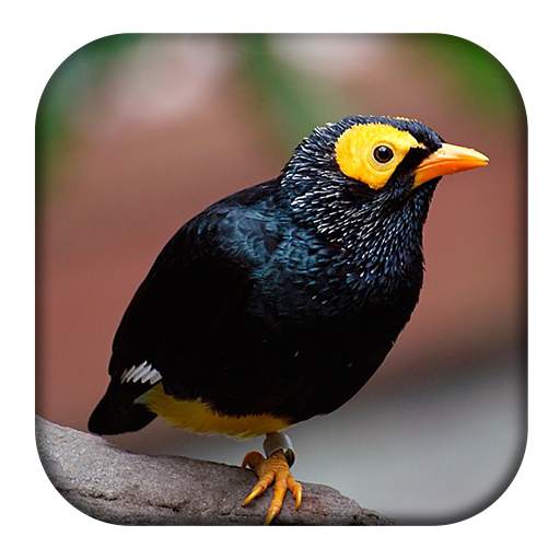 Myna Bird Sounds 1.2