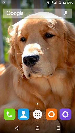 Golden Retriever Dog Wallpaper screenshot 3