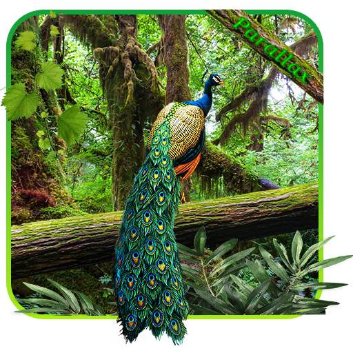 Peacock APUS Live Wallpaper 1.0