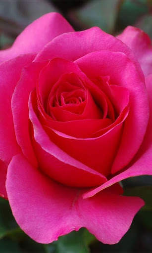 3D Love Rose Live Wallpaper screenshot 1