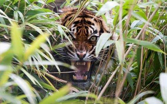 Tiger HD Wallpaper screenshot 7