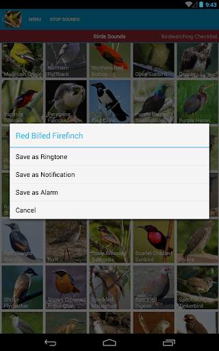 African Birds Sounds Free screenshot 15