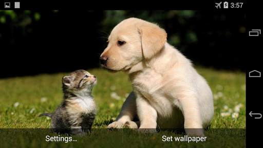 Labrador Live Wallpaper FREE screenshot 4