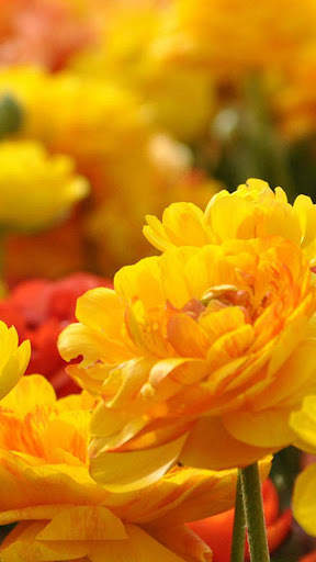 Flowers Wallpapers HD 2021 screenshot 4