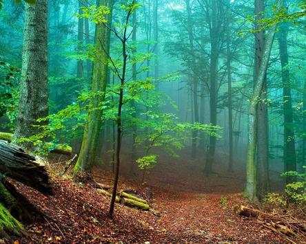 Nature Wallpapers Big Pack screenshot 4