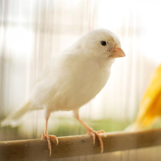 train canary icon