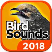 Bird Sounds - Free MP3 Download 1.0