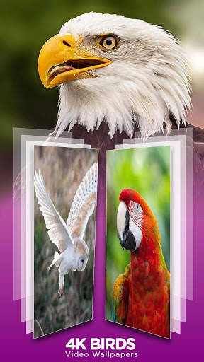 4K Bird live Wallpaper: Birds Wallpaper स्क्रीनशॉट 3