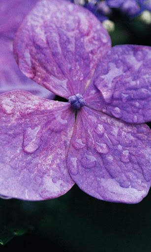 Nature Flowers Wallpaper screenshot 4